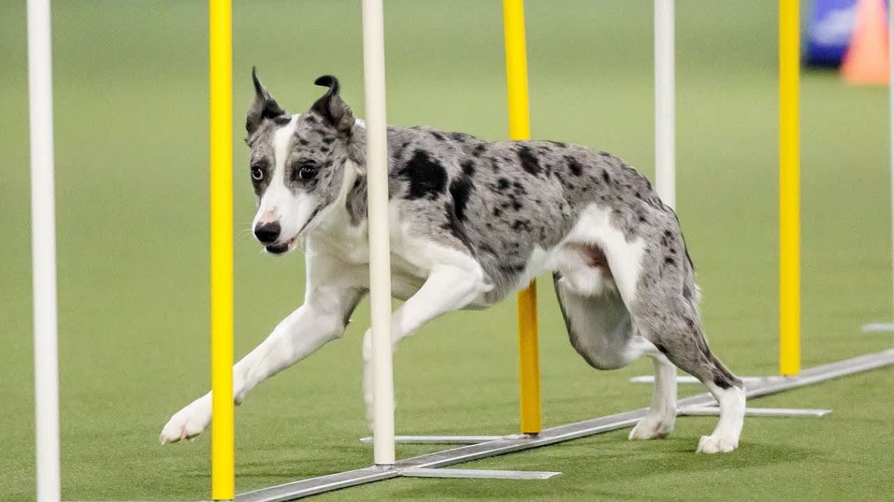 Flexin' Doggie's (Mini Aussie x Whippet Lurcher) USDAA 24