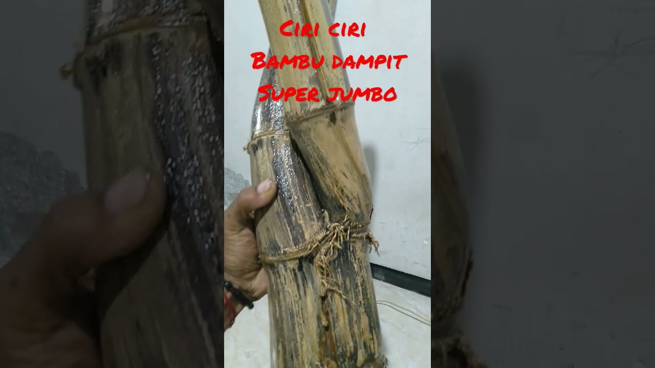 ciri ciri bambu Dampit super jumbo wa:081559777765