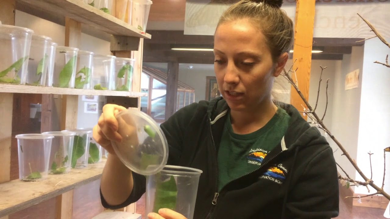 Caring for monarch caterpillars