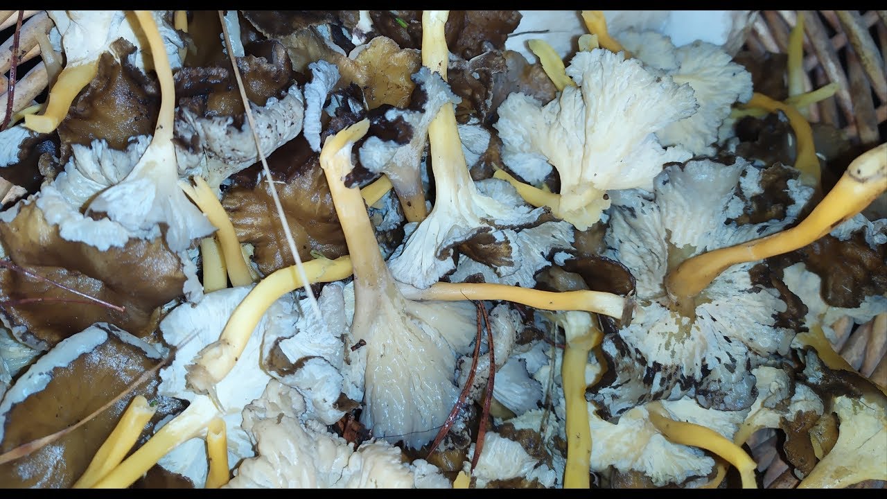 Cantharellus Seta INCREÍBLE!!! Recolectando Setas En Soria