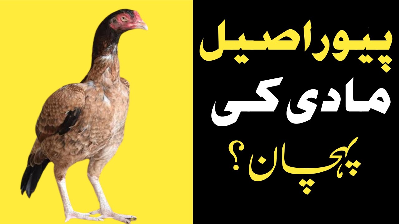 Achi Aseel Madi Ki Pehchan | How To Identify Aseel Hen ||