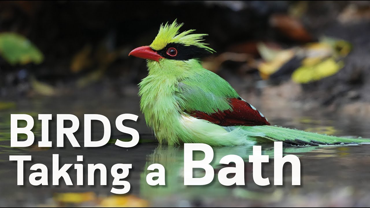 Birds Taking a Bath in the Forest | THAILAND