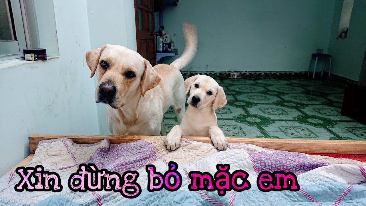 Phản ứng của Củ Cải khi bị bỏ rơi