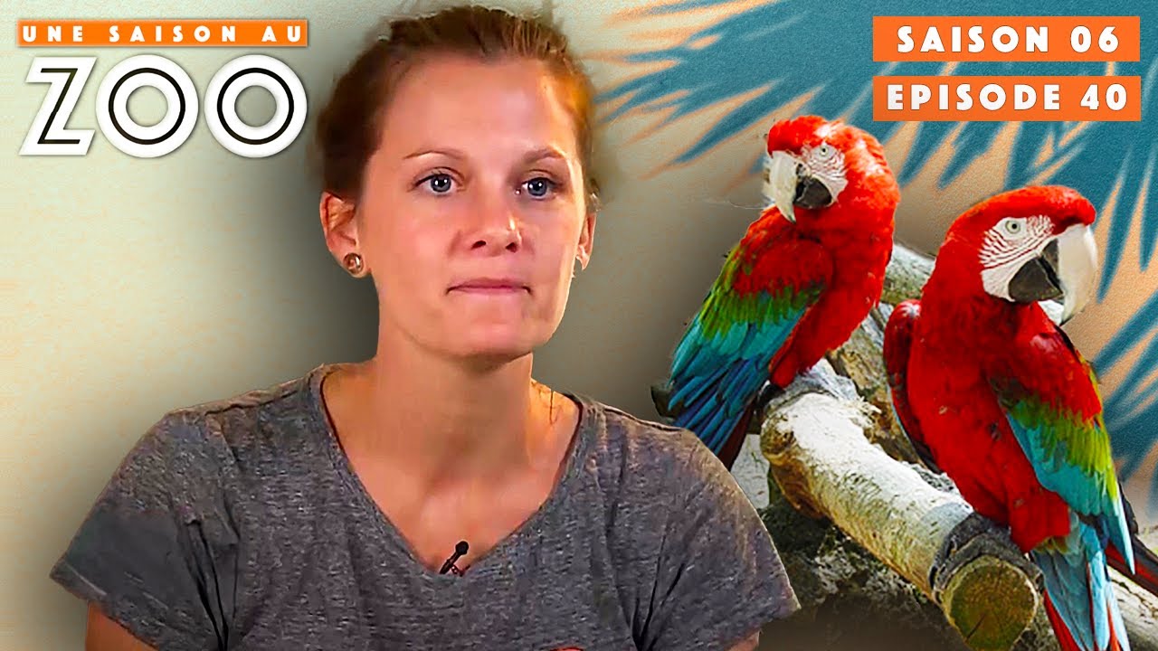 Urgence: Miguel, le Perroquet s’est échappé ! | S06EP40 | Intégrale | Une saison au zoo