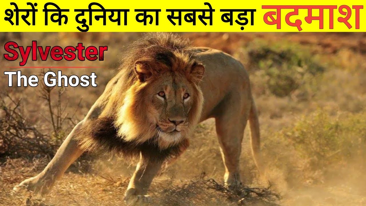 जंगल छोड़कर भागा था 370 किलोमीटर दूर  || Full Documentary Of Sylvester Lion || 