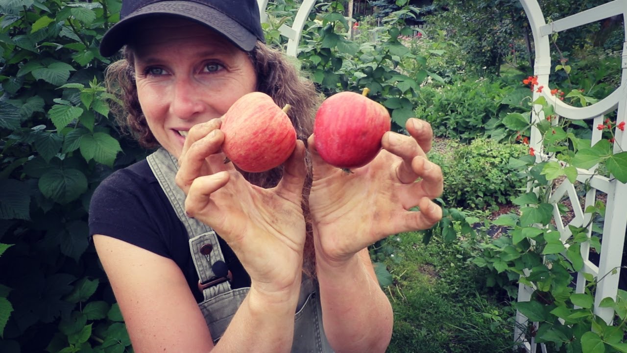 August Garden Harvest | Garden Tips | Zone 3B