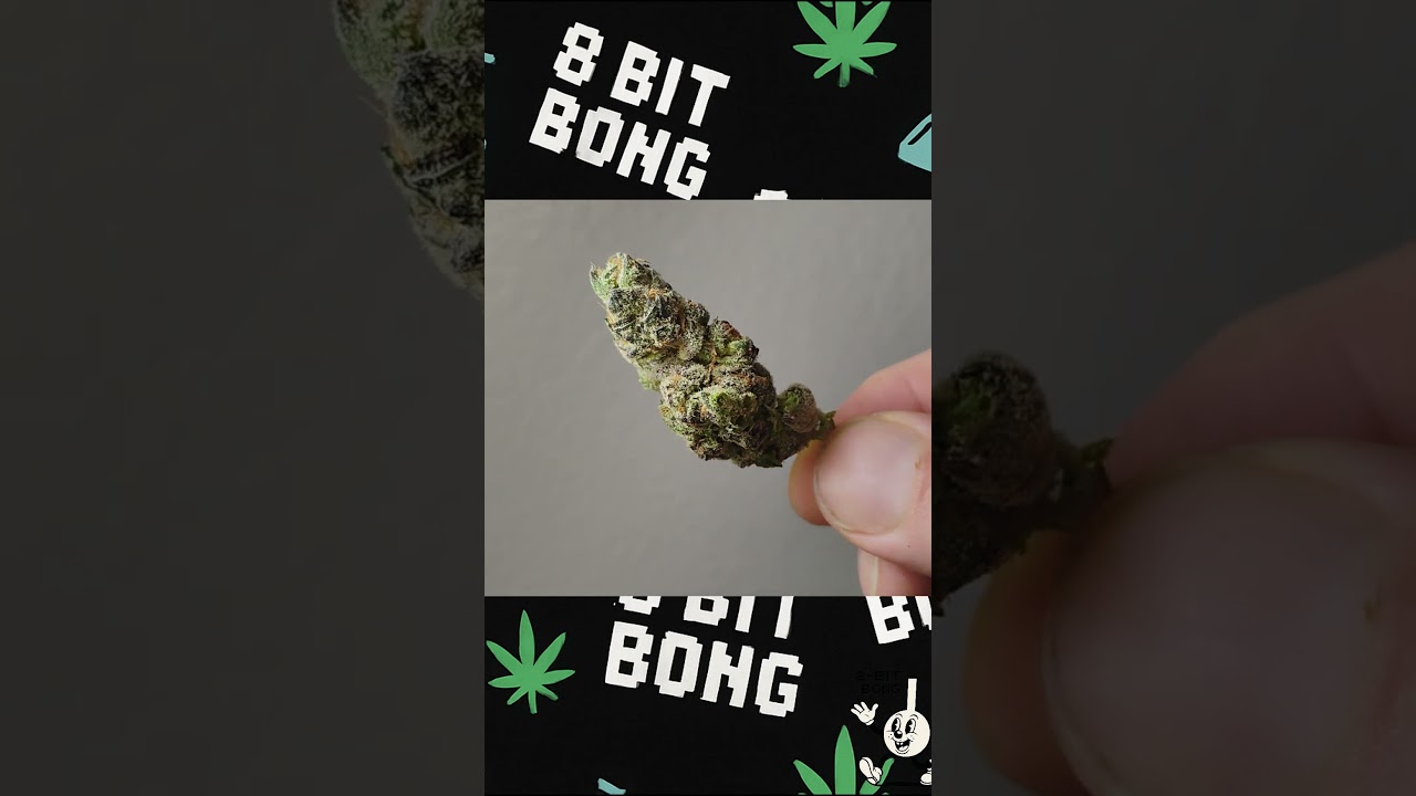 White Truffle Strain Review | Potent Indica with Funky Flavor. #strainreviews