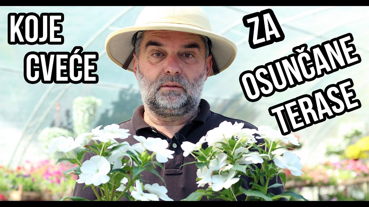 Izbor cveća za osunčane terase