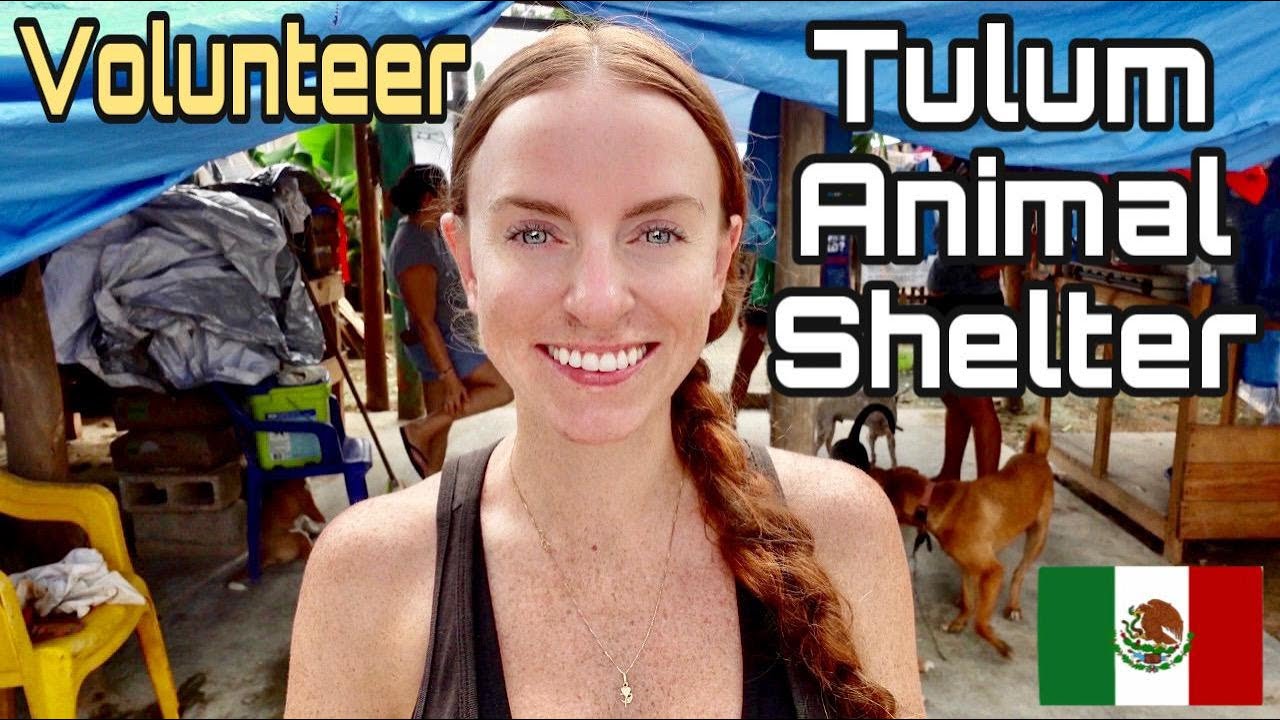 Volunteering Tulum Animal Shelter México 🇲🇽🐶🐈