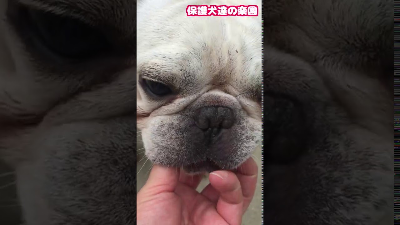 フレブル小次郎くん 幸せの便り