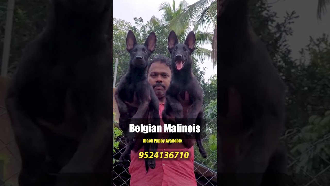 Belgian Malinois Puppy Available For Sale in Tamil Nadu | Nagercoil