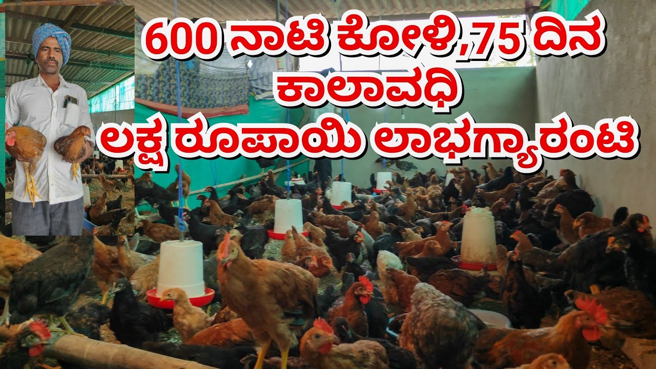 ನಾಟಿ ಕೋಳಿ ಸಾಕಾಣಿಕೆ||ಬಂಡವಾಳ ಕಡಿಮೆ, ರೋಗ ರುಜಿನಗಳಿಂದ ದೂರ & ಅಧಿಕ ಲಾಭ #henfarming #natikolifarm #natikoli 