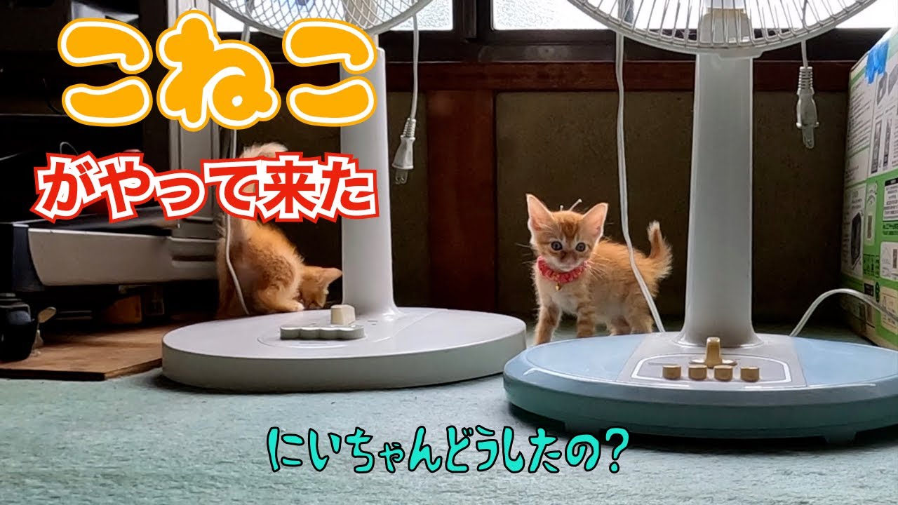 子猫がやって来た‼️😊　　「にいちゃん　どうしたの？」