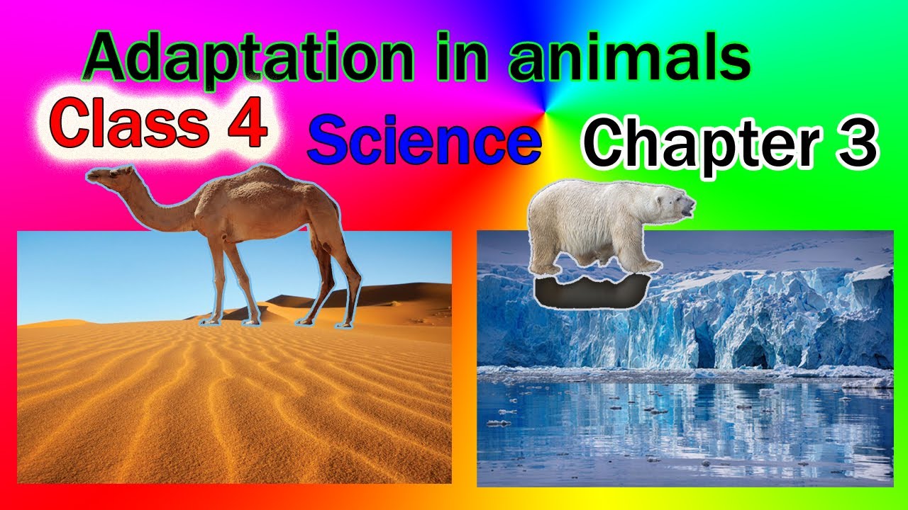 class 4 science chapter 3 Adaptation in animals// Adaptation in animals in hindi//#ncert #cbse