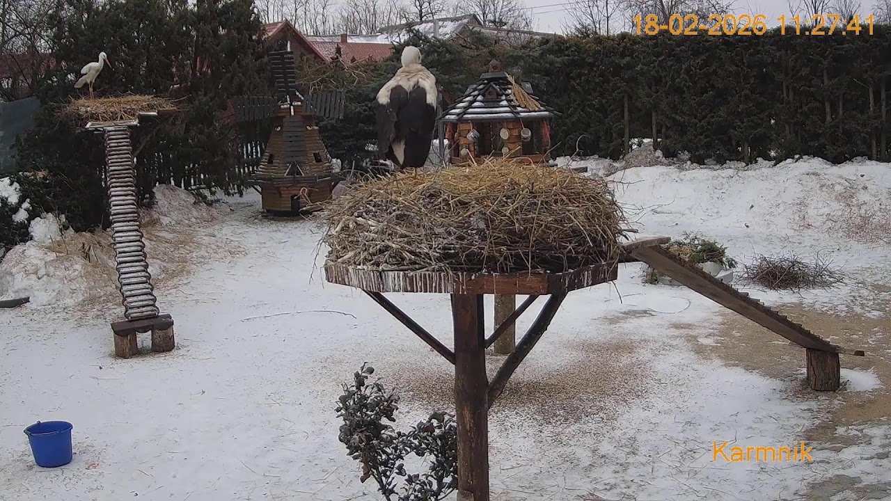 Gniazdo Bocianie pod Sokółką - na żywo.