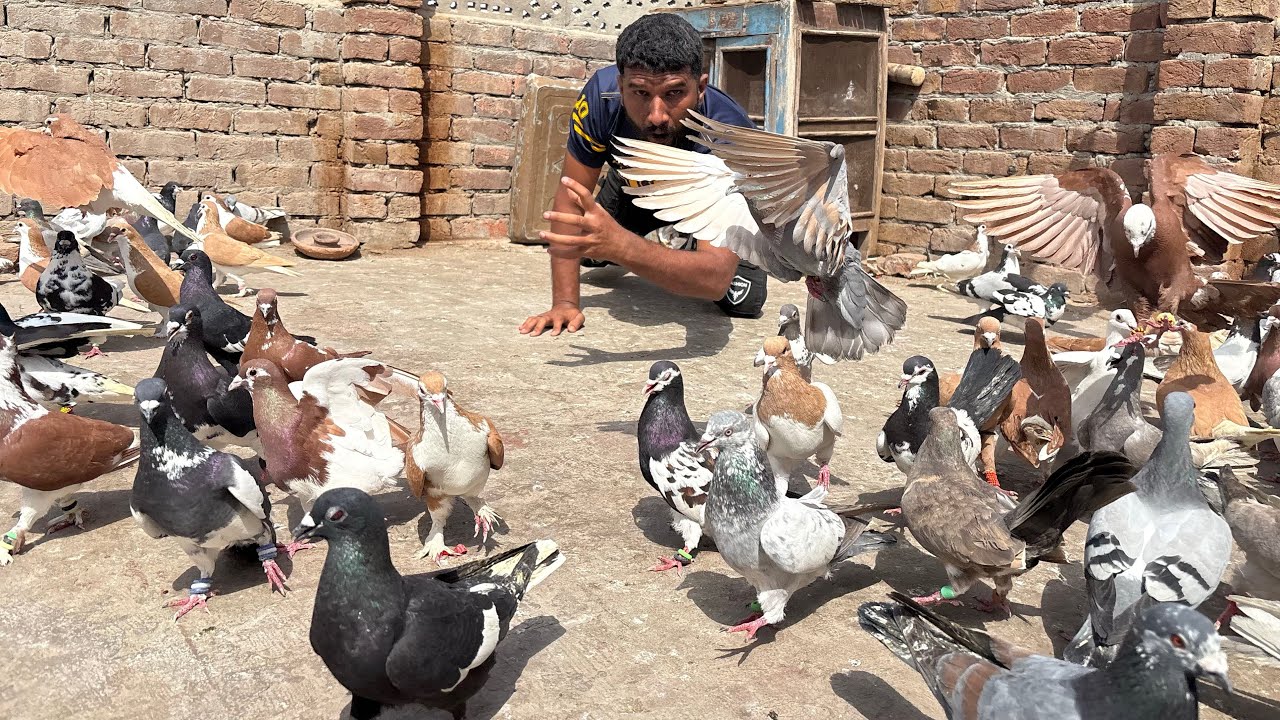 New kabutaro ko khol diya ek kabutar Nikal gya😱