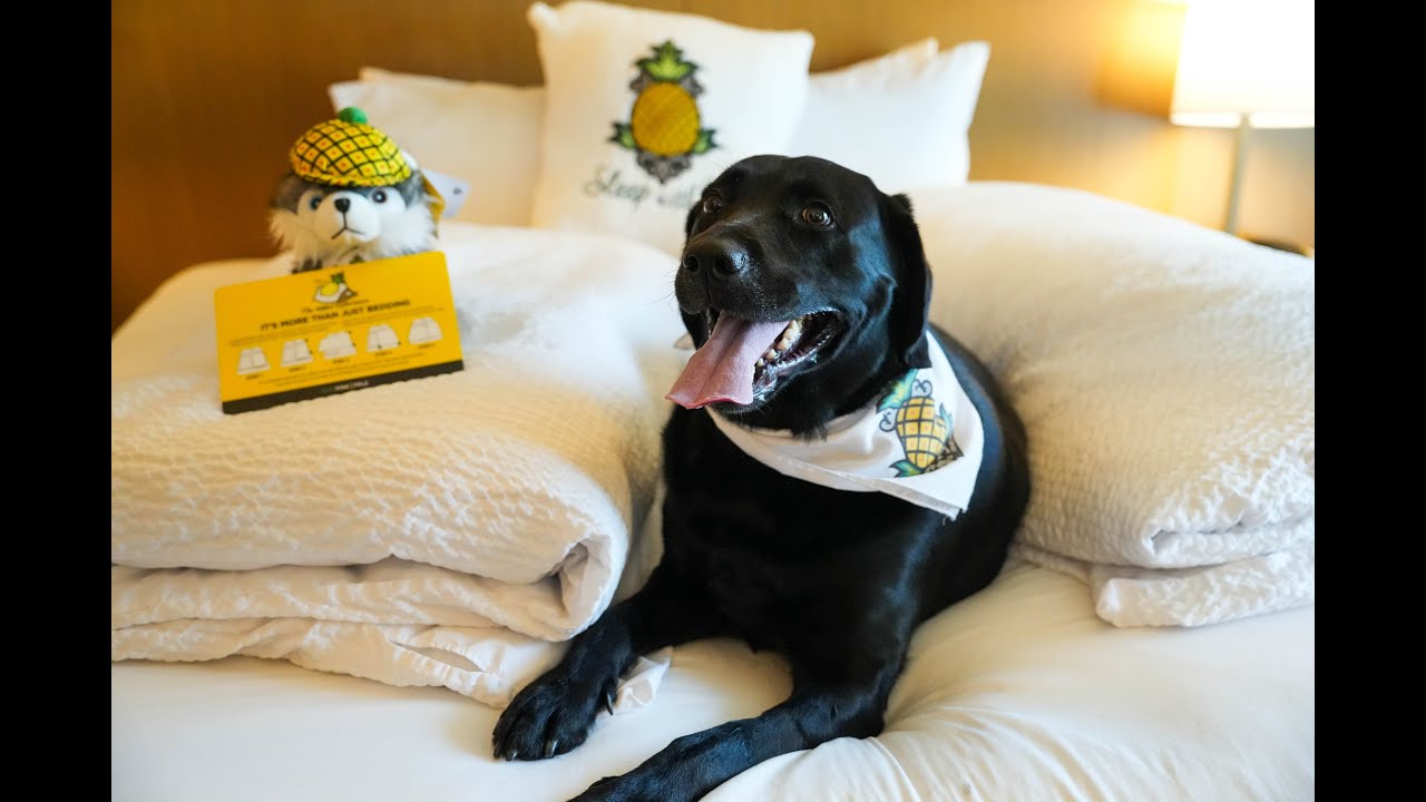 5 ultra dog-friendly spots to enjoy in Portland