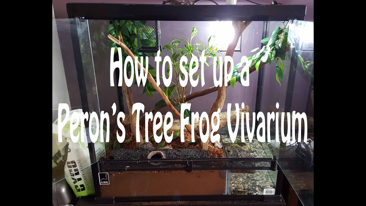 How to set up a Peron's Tree Frog Vivarium (Litoria peronii)