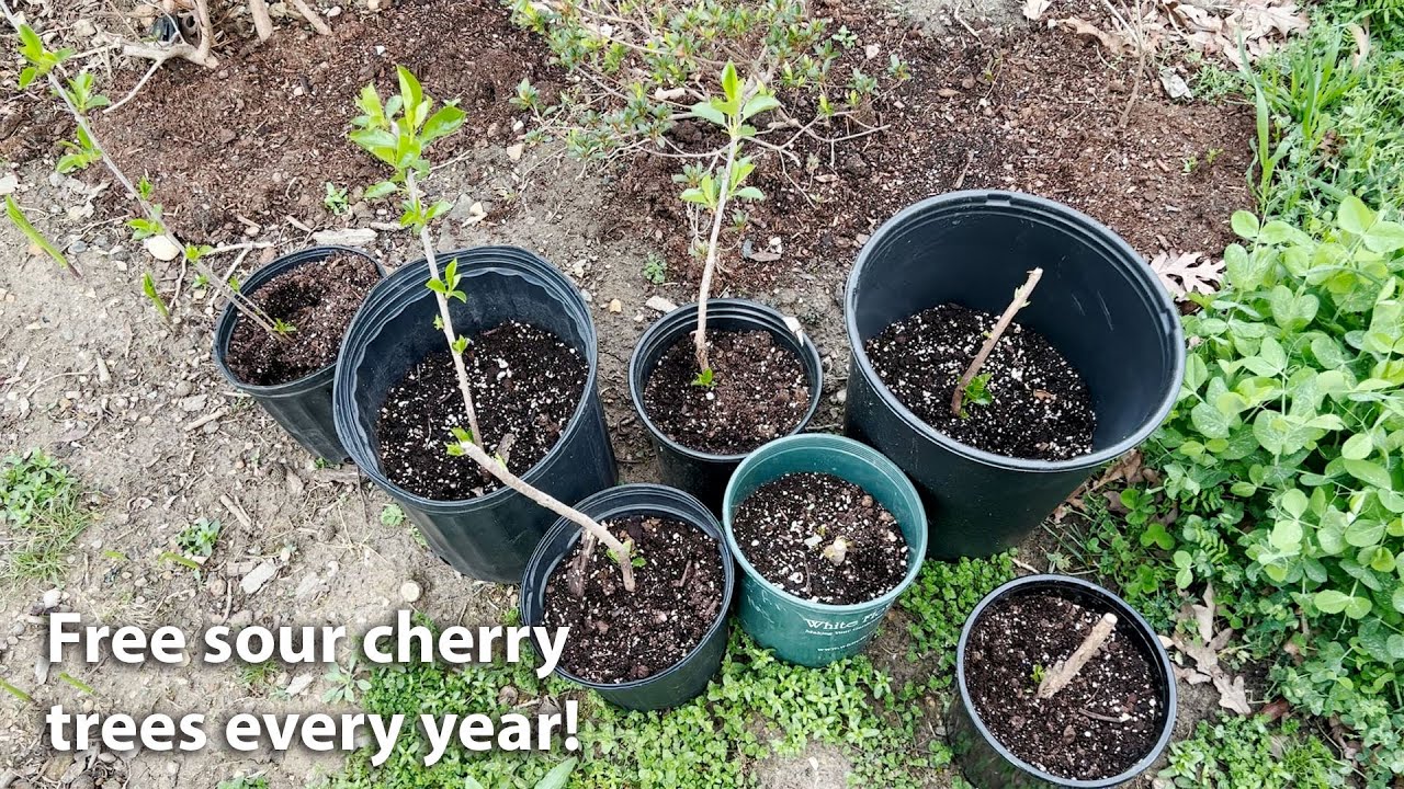 Free sour cherry plants from suckers