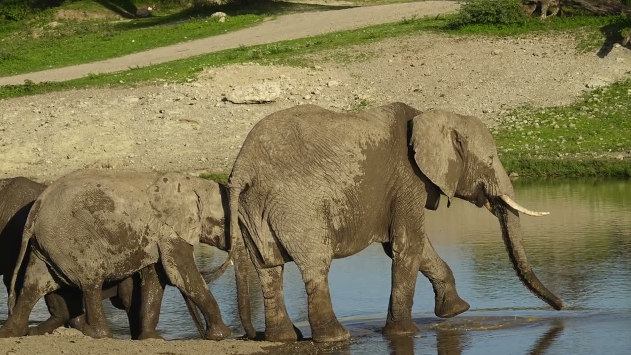 Safari Tanzania
