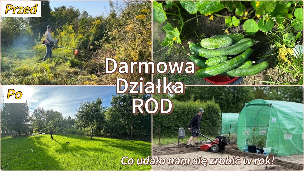 Darmowa Działka ROD? Metamorfoza działki w rok! #działka #ogr&oacute;d #ogrodnictwo #metamorfoza 