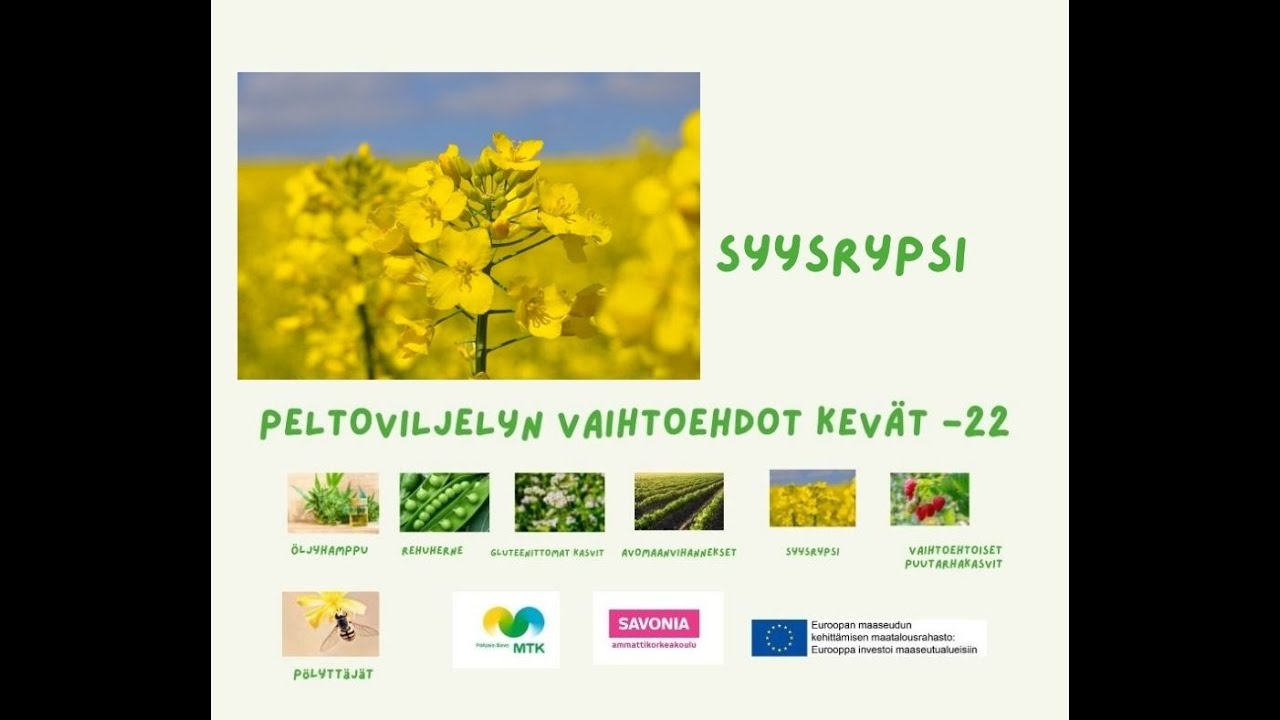Syysrypsin viljely, kannattavuus ja markkinat