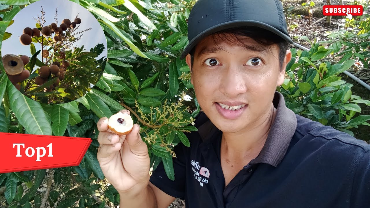 Top những giống nhãn kinh tế nhất hiện nay