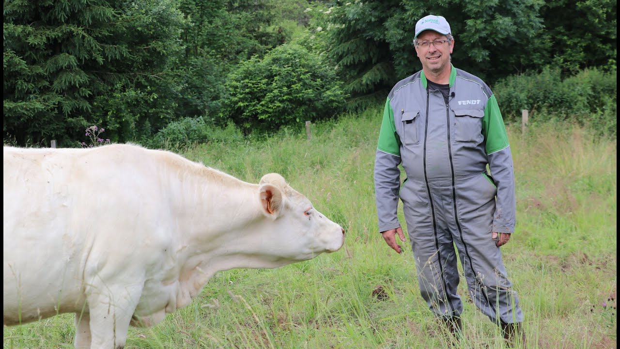 Réussir les vêlages à 2 ans en race Charolaise