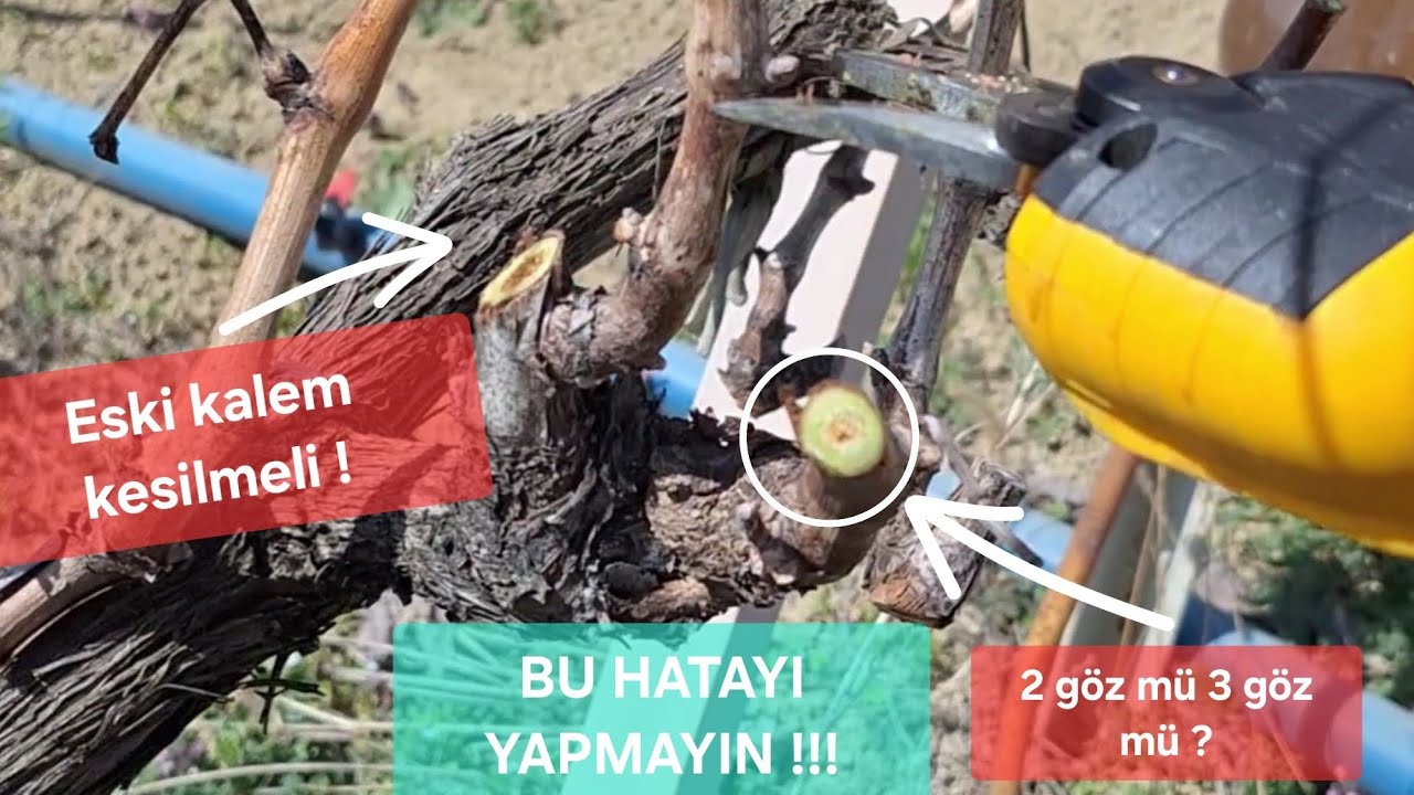 Bağ nasıl budanır ? / Üzüm budaması böyle yapılır. #budama #üzüm #bağ #asma