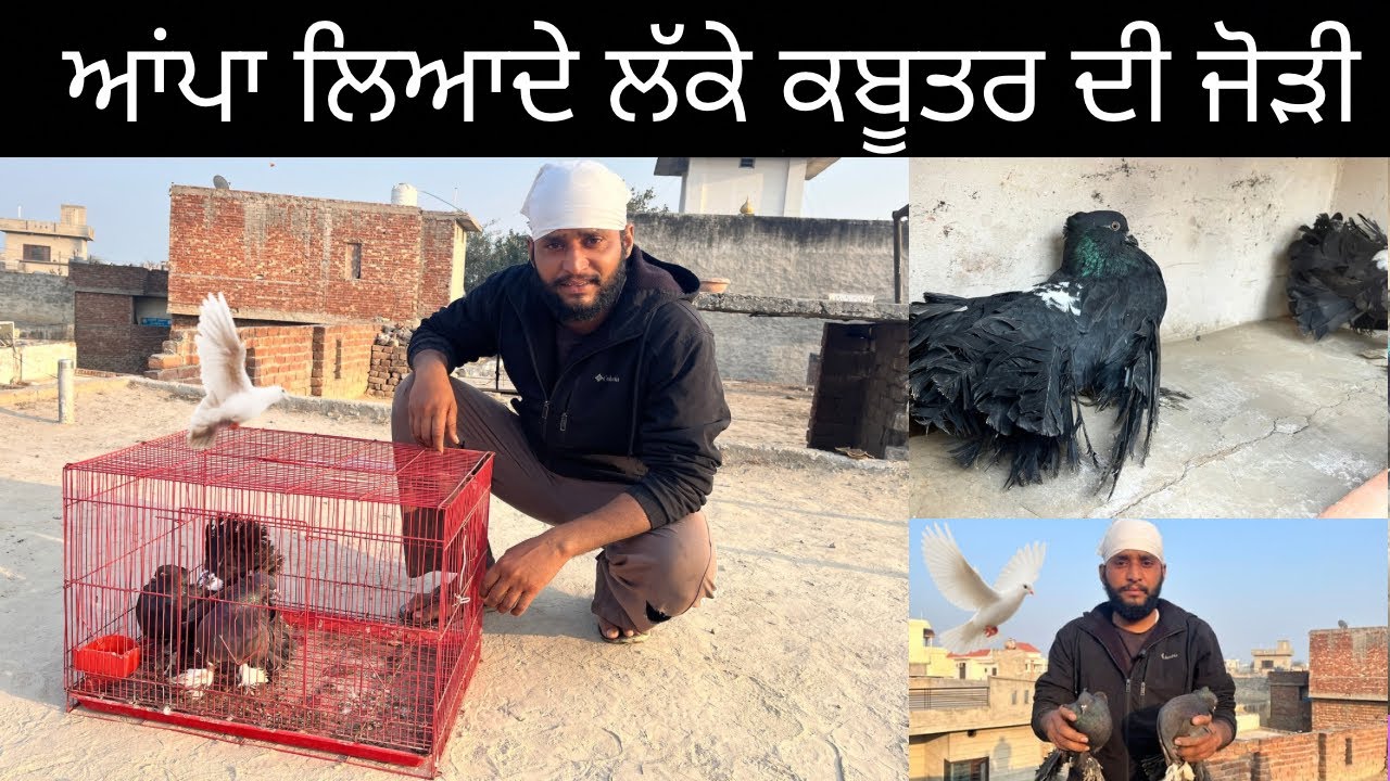 ਆਪਾਂ ਲਿਆਂਦੀ ਲੱਕੇ ਕਬੂਤਰਾਂ ਦੀ ਜੋੜੀ  new pigeon bay 😍#allanimalsvideos 