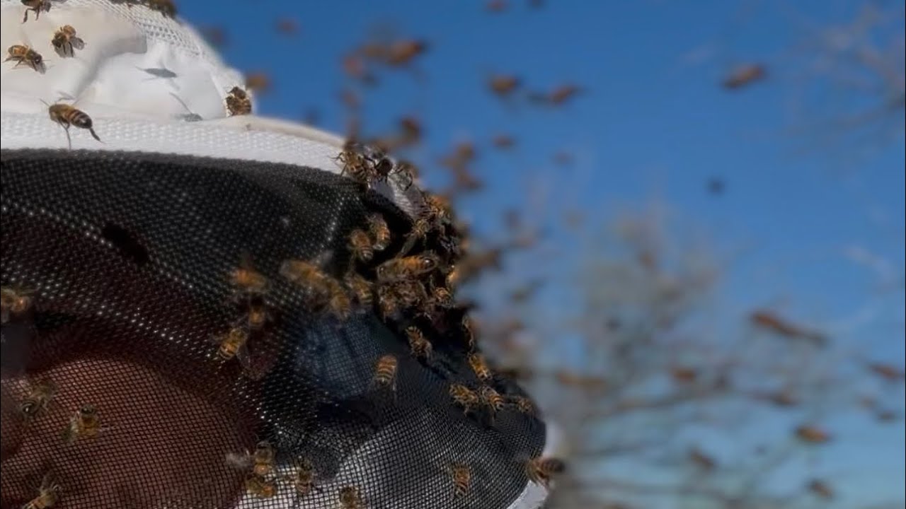 These are Africanized Bees! Southern Arizona Beekeeping