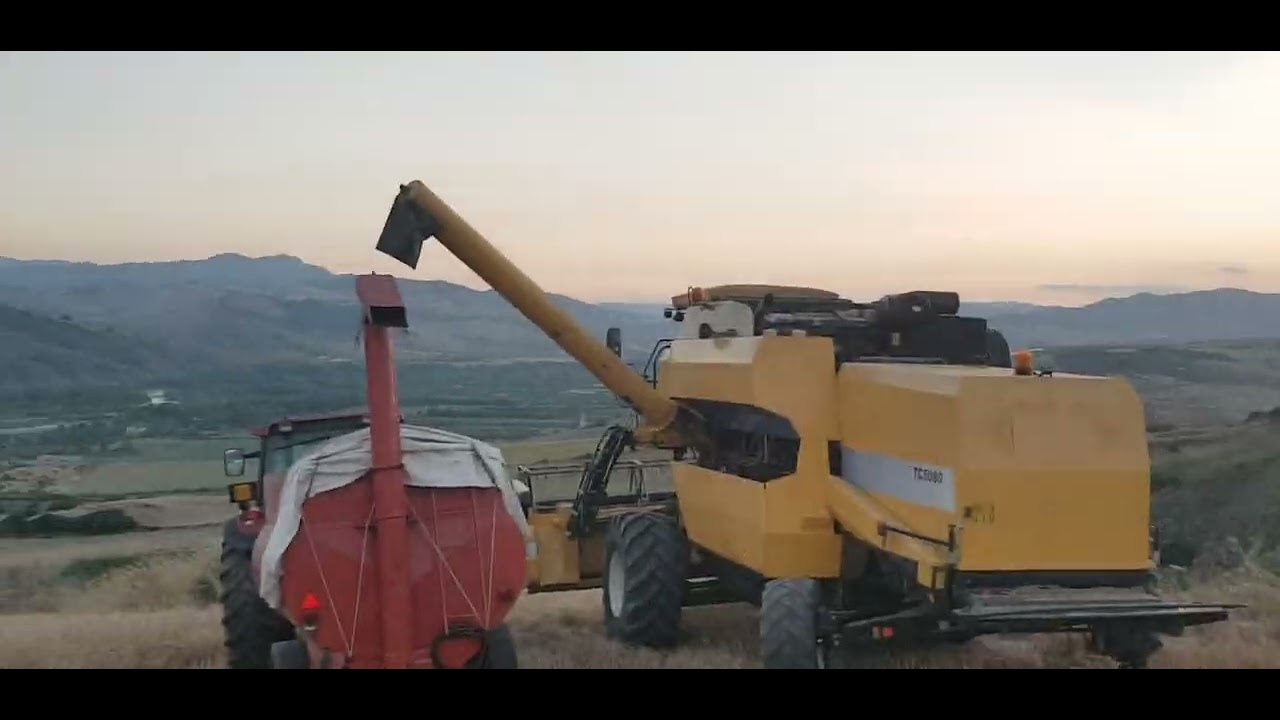Trebbiatura 2023 Azienda Agricola Salerno Grottole con New holland tc5080..