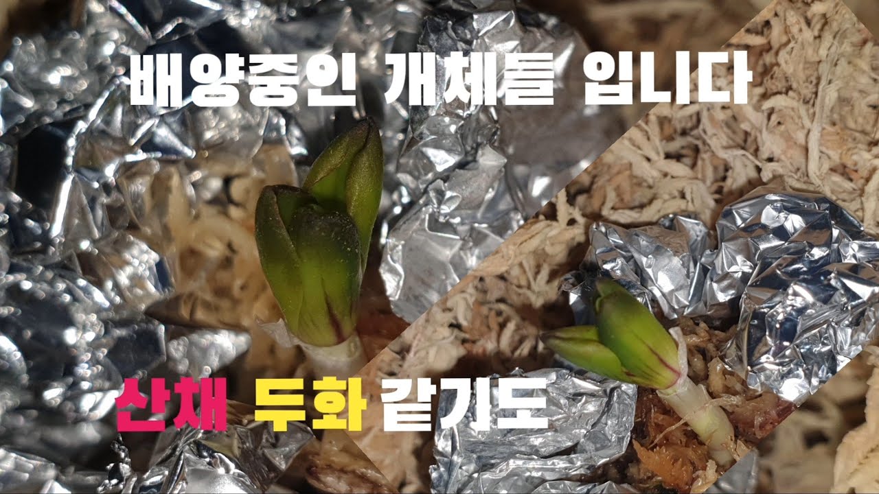 #춘란#두화#단엽#산채#두화 같기도 합니다#난초랑