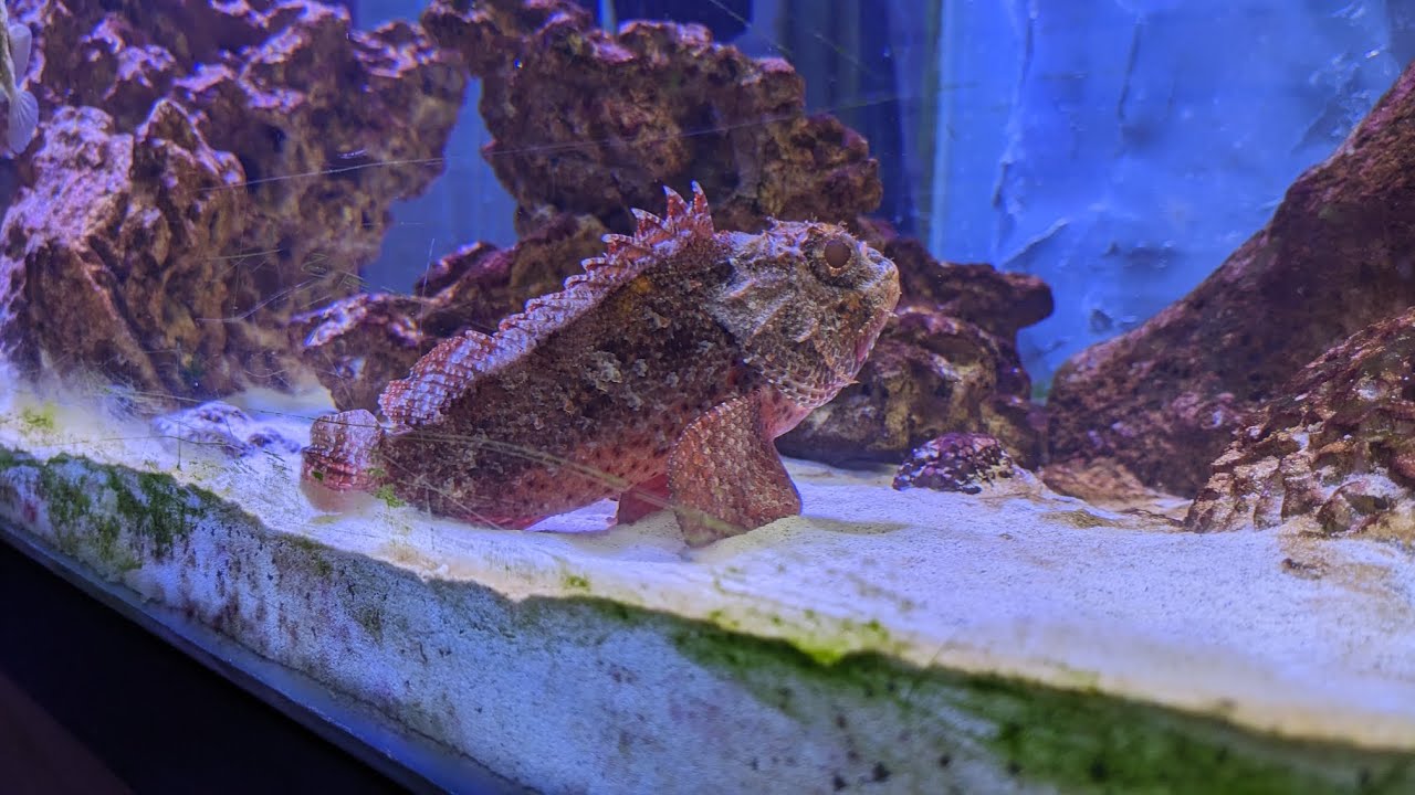 ADDING NEW MINIATUS GROUPER | BLONDE NASO TANG | EMPEROR ANGEL TO AQUARIUM