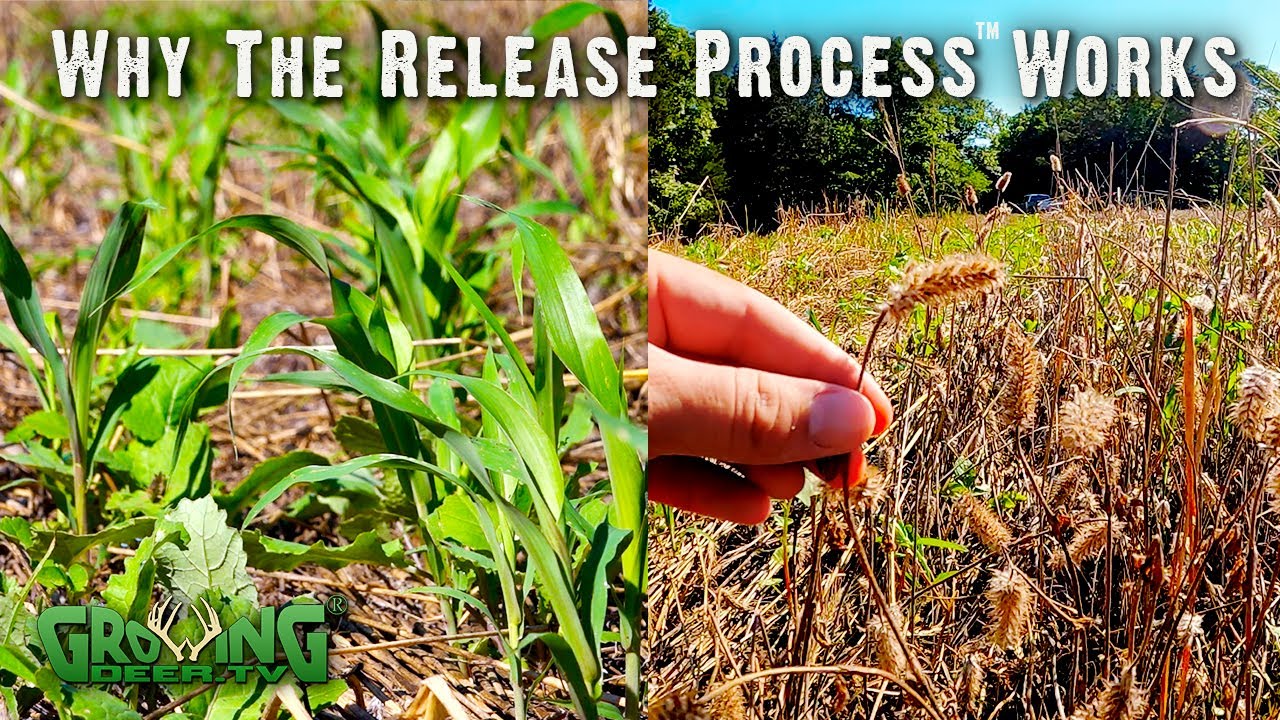 Are Your Food Plots Cool? (636)