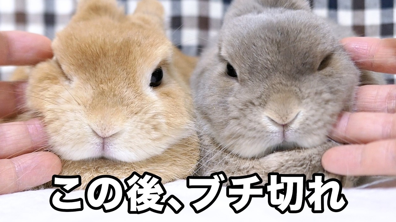 日向ぼっこしているうさぎの夫婦が飼い主のせいでブチ切れました‥