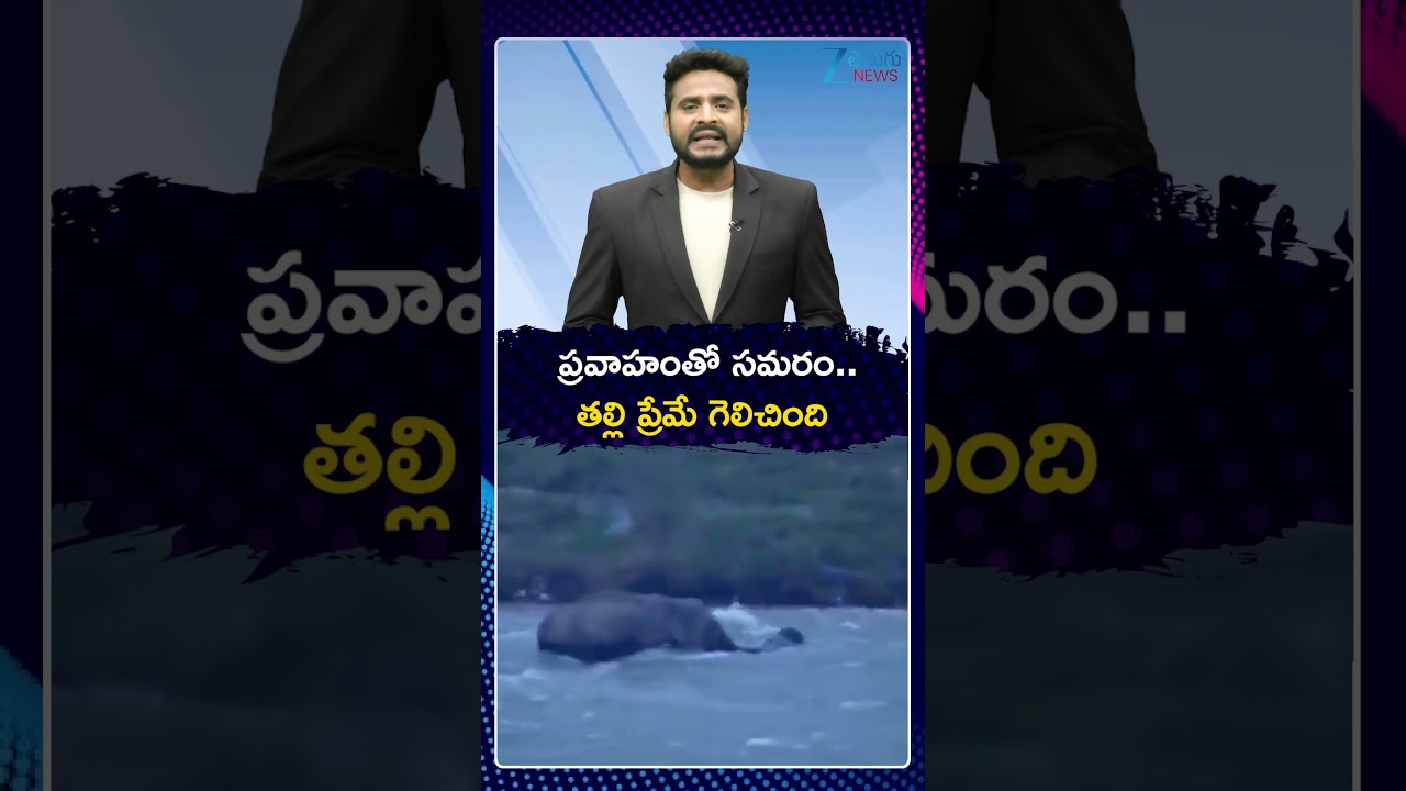 Mother Elephant Saves Calf | ప్రవాహంతో సమరం తల్లి ప్రేమే గెలిచింది | ZEE Telugu News