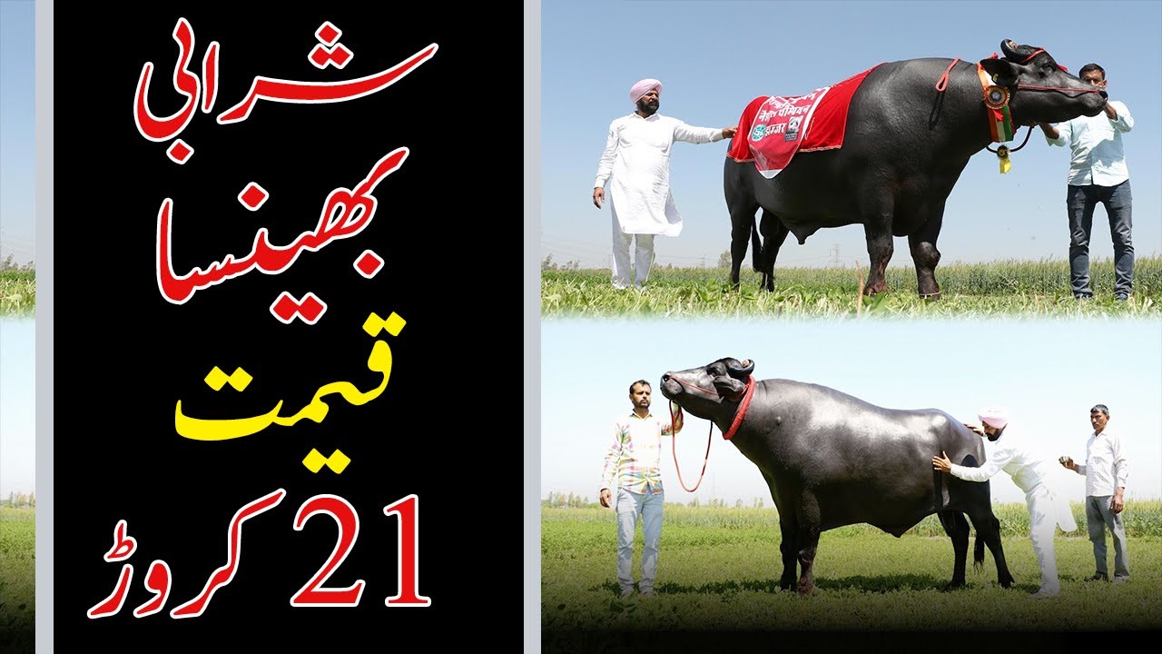 Super Bull Sultan Bhainsa Price 21 Crore