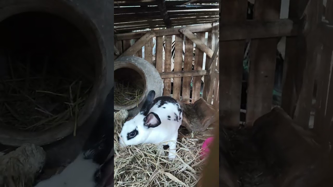 Tanda tanda kelinci rex mau melahirkan 
