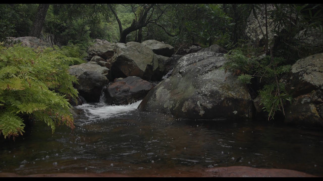 8 Hours of Peaceful Forest Stream Sounds  Gentle Water Flow Over Rocks | Deep Relaxation & Sleep