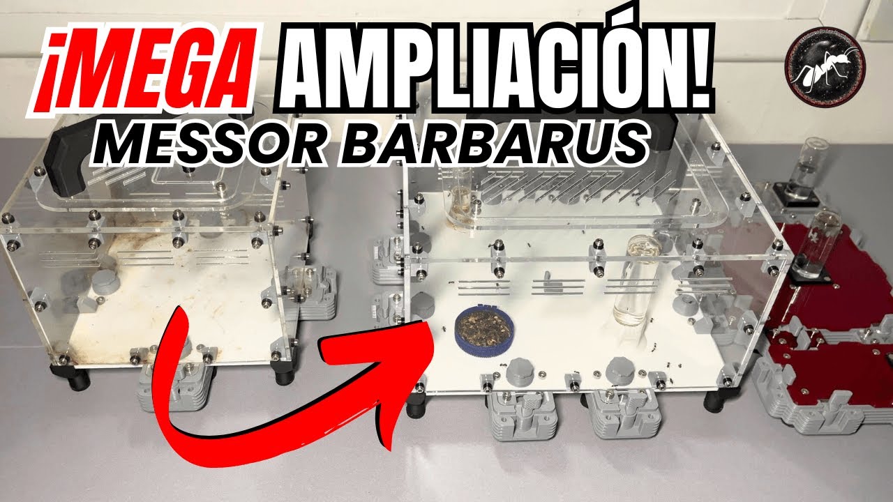 ¡IMPACTANTE MEGA AMPLIACIÓN de mi colonia ALPHA! | Messor Barbarus