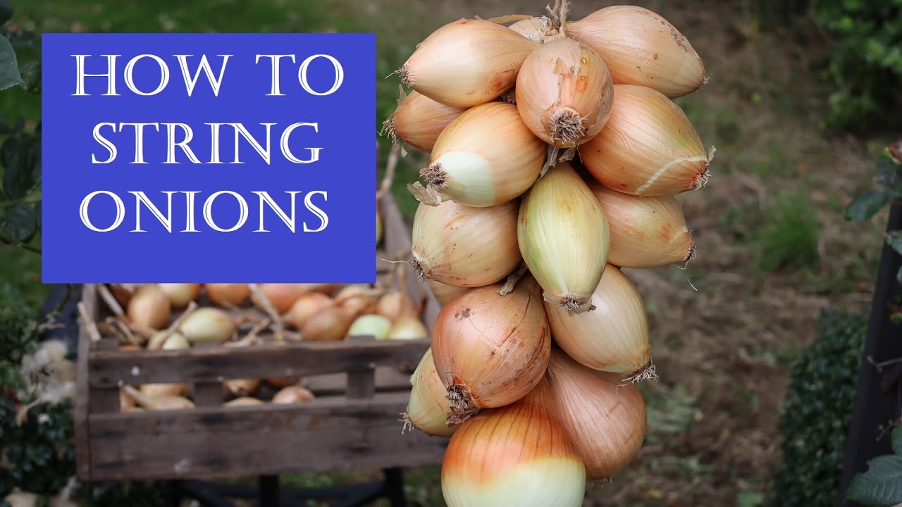 How to string onions