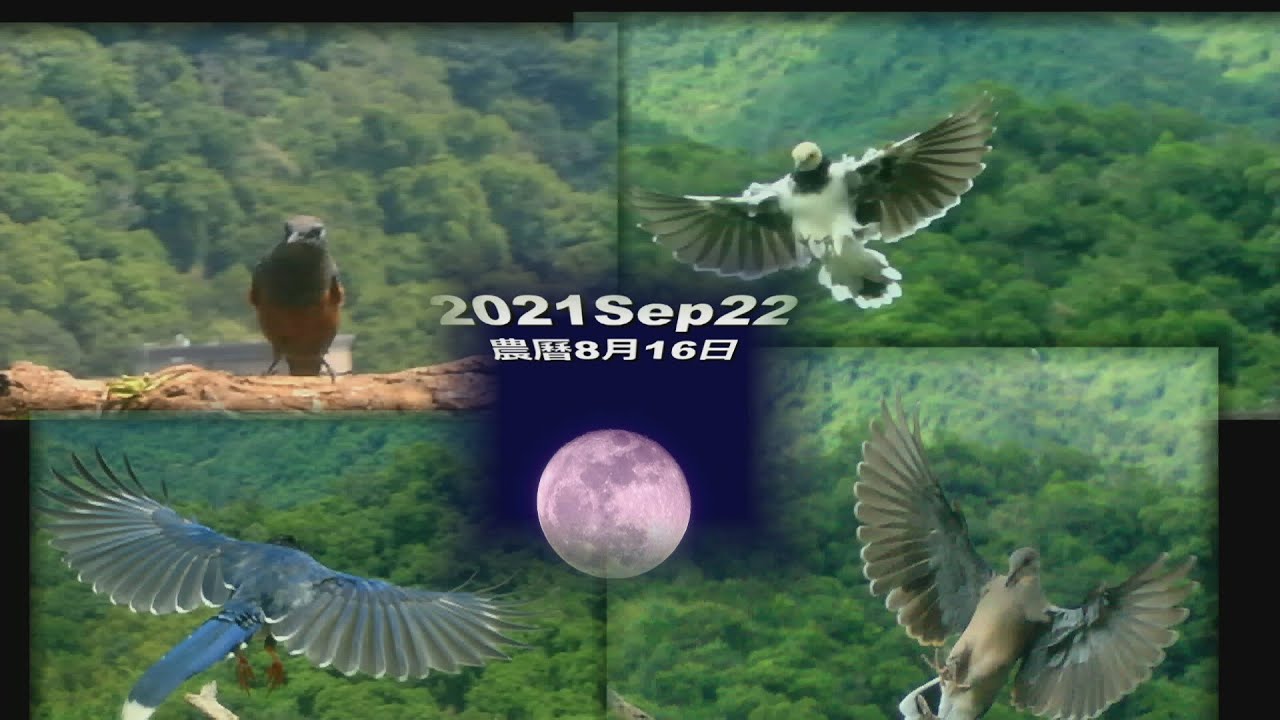 藍磯鶇中秋前來報到了