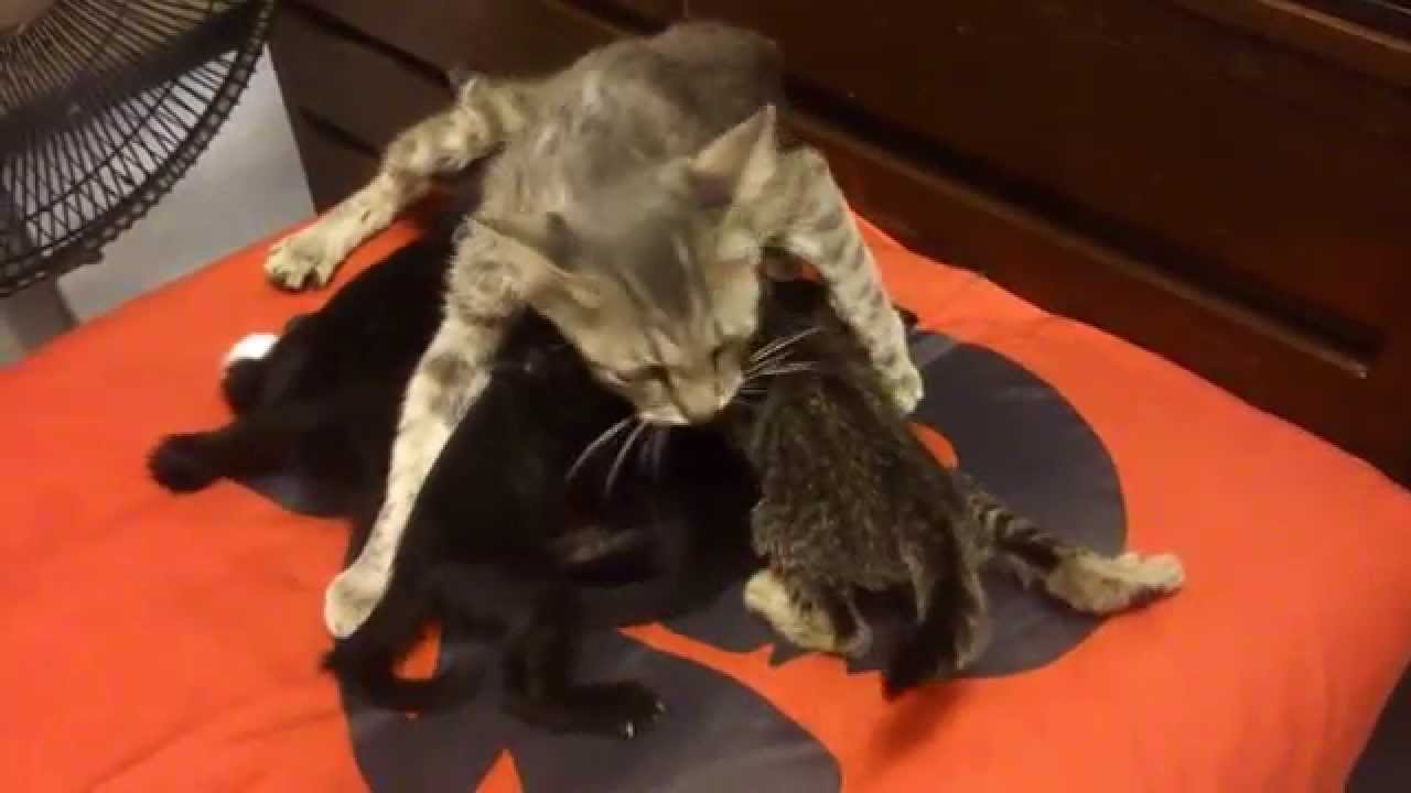 Kitten Fighting For Milk