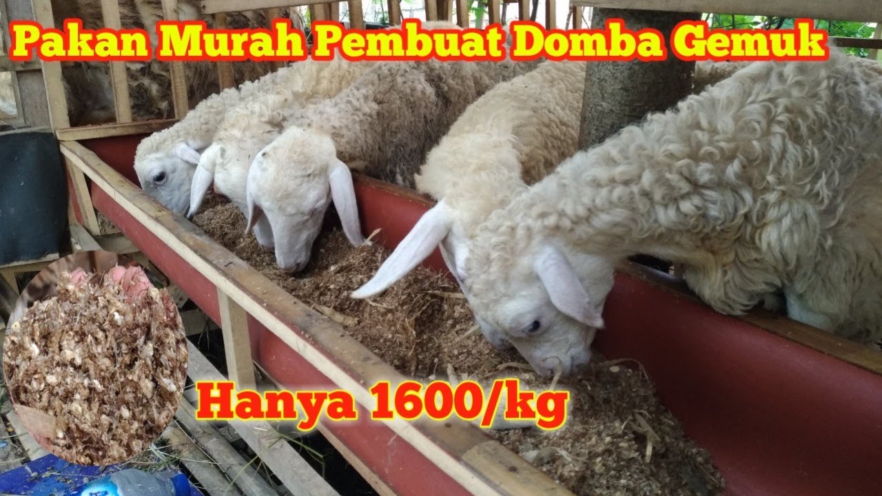 Pakan Domba Murah Khusus Breeding Rasa Fattening