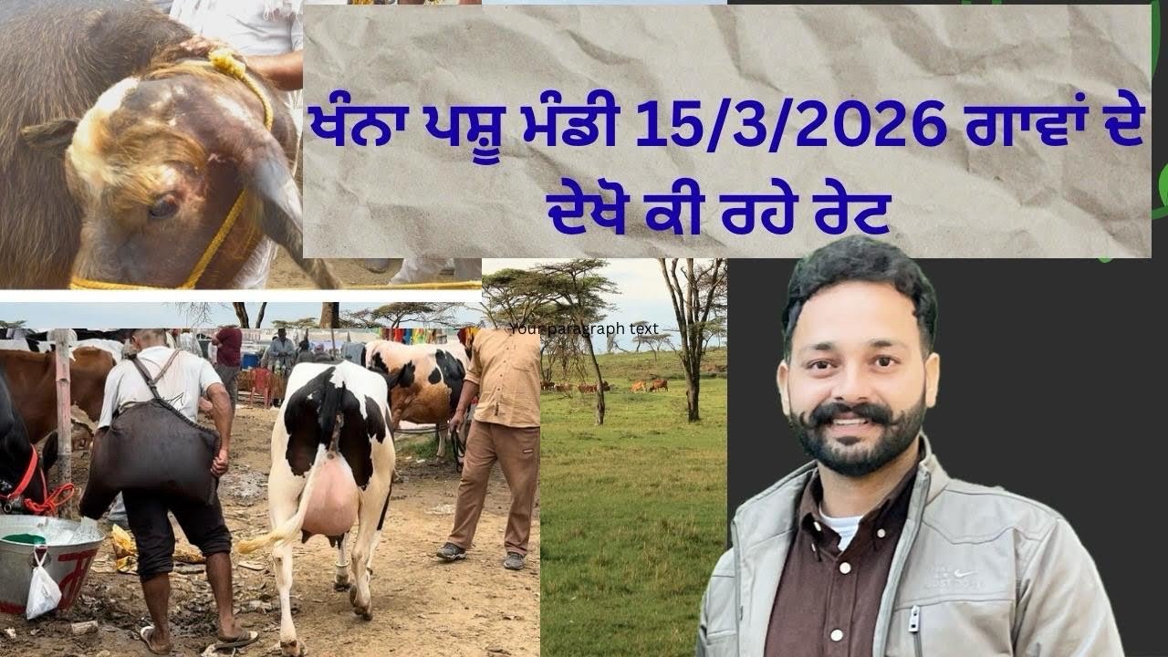 15/3/2026 ਖੰਨਾ ਮੰਡੀ ਗਾਵਾ ਅੱਜ ਦੇ ਤਾਜਾ ਰੇਟ 🐄
