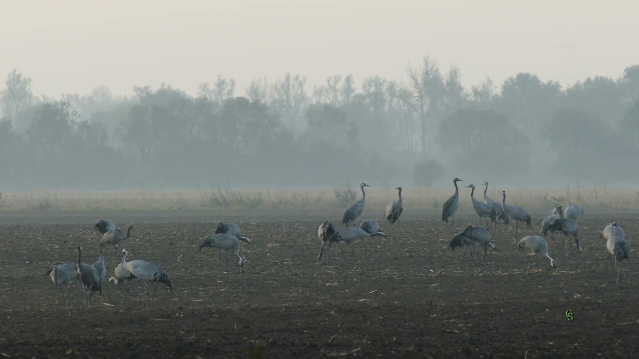 Natuurlijk Speek - De Vlucht van de Kraanvogels (Trailer)