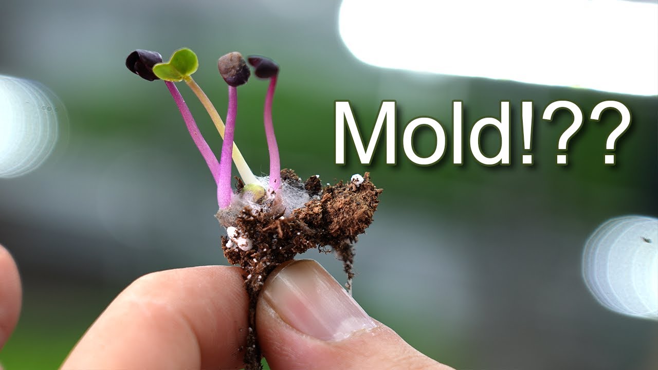 Microgreen Mold vs Root Hairs: How to Tell the Difference!