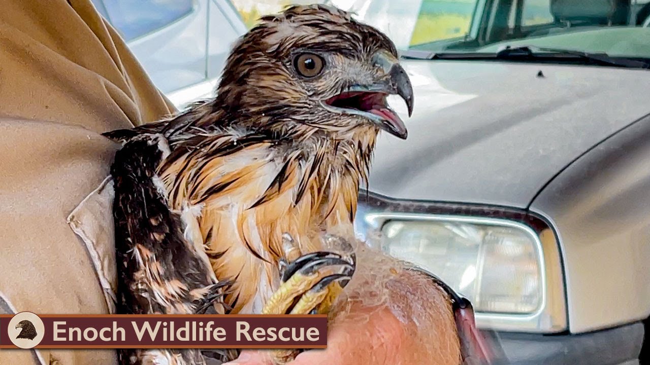 A Hungry Baby Hawk Out in the Rain