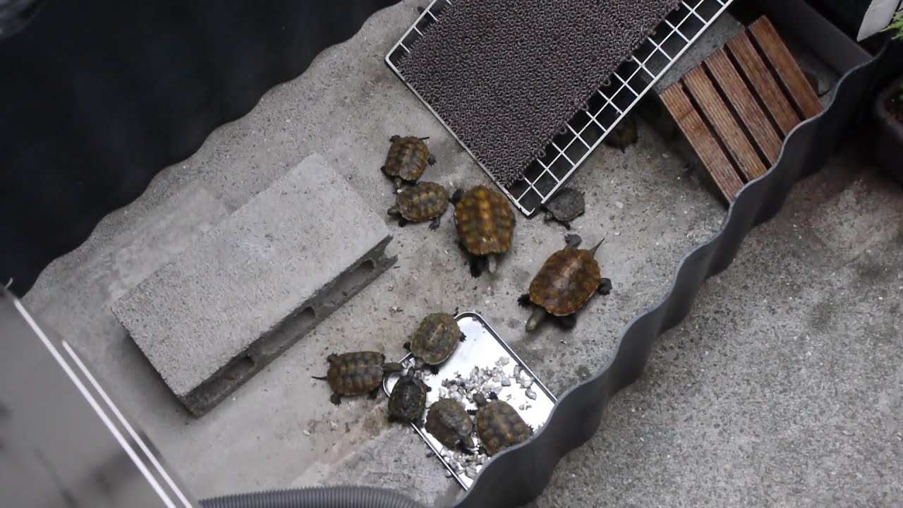 イシガメたちの食欲が落ちてきたのでイワシをあげます